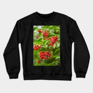 Red Rowan tree berries on branches Crewneck Sweatshirt